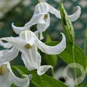 Clematis (I) 'Gletschereis' GM P9