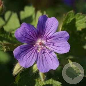 Geranium magnificum GM P9