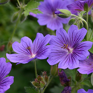 Geranium magnificum 'Rosemoor' GM P9