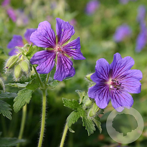 Geranium magnificum 'Rosemoor' GM P9