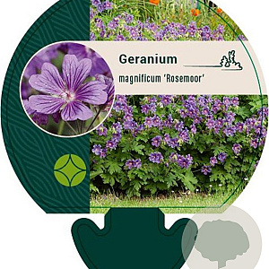 Geranium magnificum 'Rosemoor' GM P9