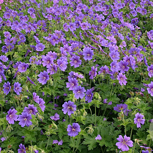 Geranium magnificum 'Rosemoor' GM P9