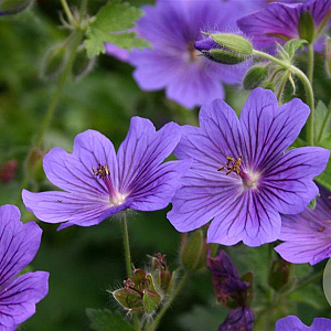 Geranium magnificum 'Rosemoor' GM P9