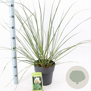 Cortaderia selloana 50-60 cm 6,5L