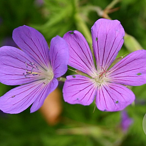 Geranium 'Nimbus' GM P9