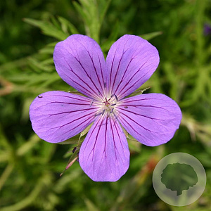 Geranium 'Nimbus' GM P9