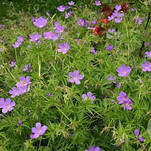 Geranium 'Nimbus' GM P9