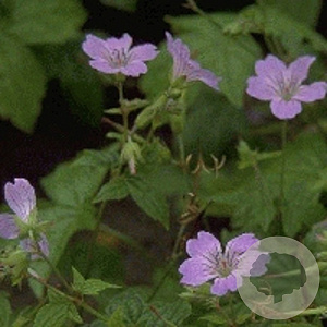 Geranium nodosum GM P9