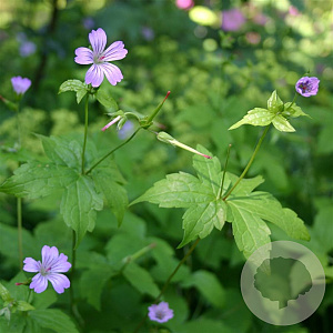 Geranium nodosum GM P9