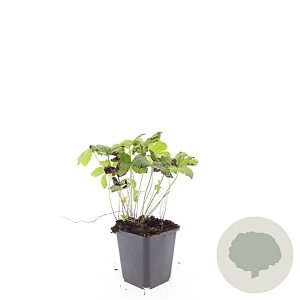Geranium nodosum GM P9