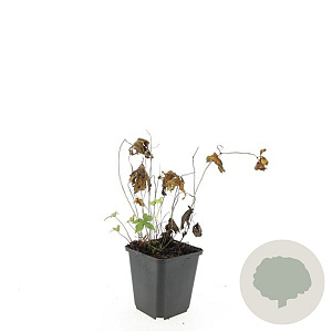 Geranium nodosum GM P9