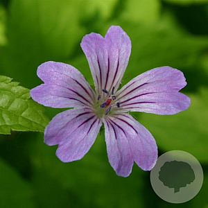 Geranium nodosum GM P9