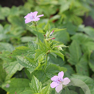 Geranium nodosum GM P9
