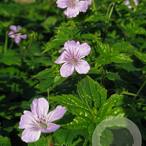 Geranium nodosum GM P9
