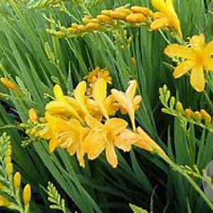 Crocosmia 'Pauls Best Yellow' GM P9