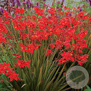 Crocosmia 'Twilight Fairy Crimson' GM P9