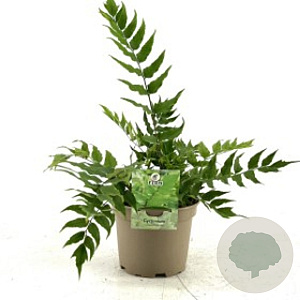 Cyrtomium fortunei clivicola GM P9