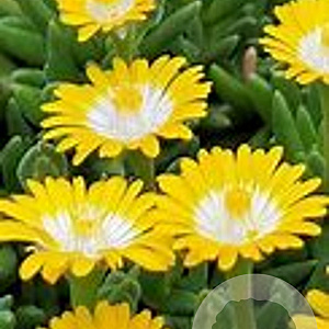 Delosperma Ice Cream Yellow GM P9