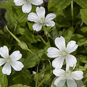 Geranium nodosum 'Silverwood' GM P9