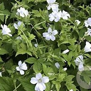 Geranium nodosum 'Silverwood' GM P9