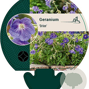 Geranium 'Orion' GM P9