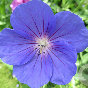 Geranium 'Orion' GM P9