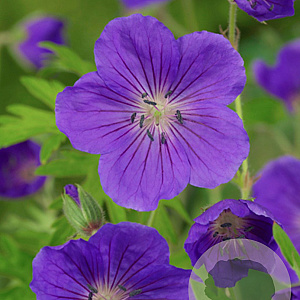 Geranium 'Orion' GM P9