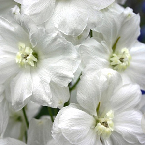 Delphinium 'Sungleam' GM  P11