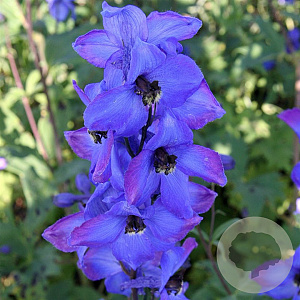 Delphinium 'Waldenburg' GM  P11