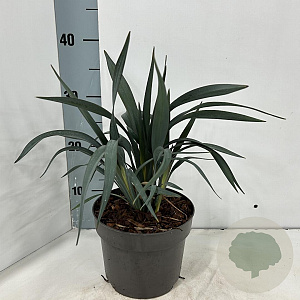 Dianella Blue Ripple 30-40 cm 3,0L