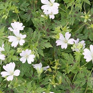 Geranium ox. 'Katherine Adele' GM P9