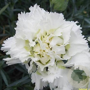 Dianthus (PL) 'Mrs Sinkins' GM P9