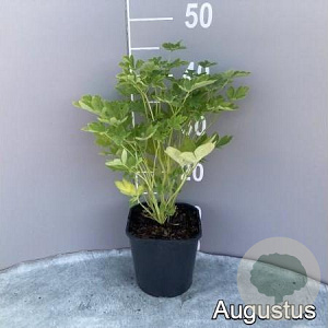 Dicentra spectabilis GM 2,0L