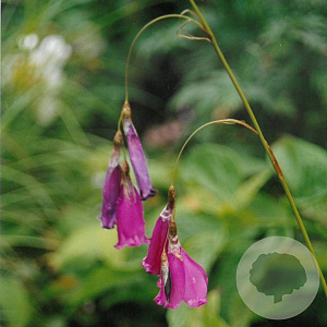 Dierama pulcherrimum GM P9