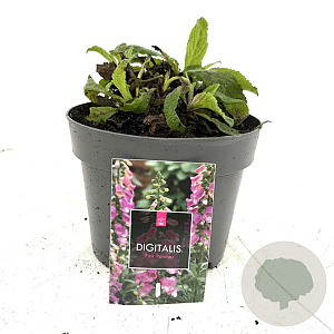 Digitalis purpurea GM 2,0L