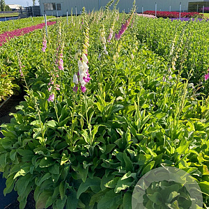 Digitalis purpurea GM 2,0L