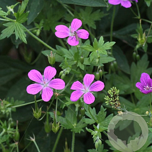 Geranium palustre GM P9