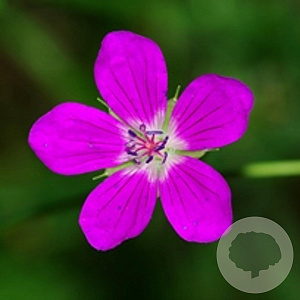 Geranium palustre GM P9