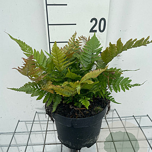 Dryopteris erythrosora prolifica GM 2,0L
