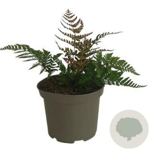 Dryopteris erythrosora prolifica GM 2,0L