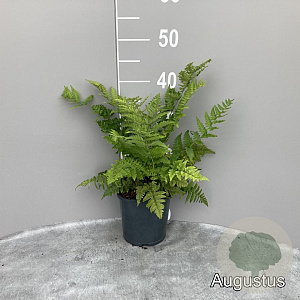 Dryopteris marginalis GM 2,0L