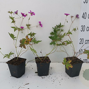 Geranium 'Patricia' GM P9