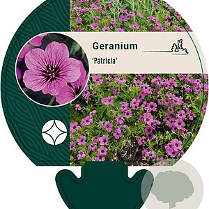 Geranium 'Patricia' GM P9