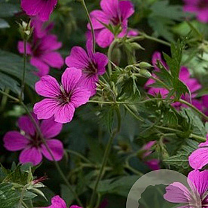 Geranium 'Patricia' GM P9