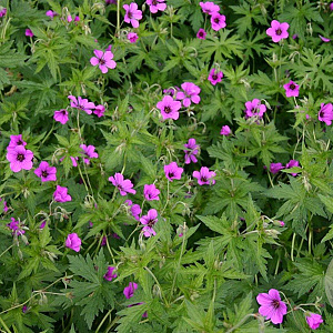 Geranium 'Patricia' GM P9