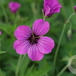 Geranium 'Patricia' GM P9
