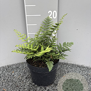 Dryopteris wallichiana GM 2,0L