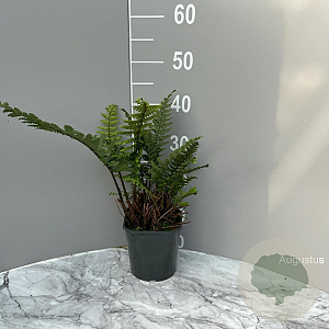 Dryopteris wallichiana GM 2,0L