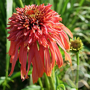 Echinacea 'Guava Ice' GM P9