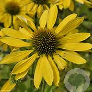 Echinacea 'Leilani' GM P9